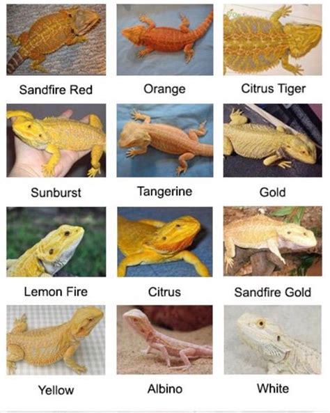 best names for bearded dragons